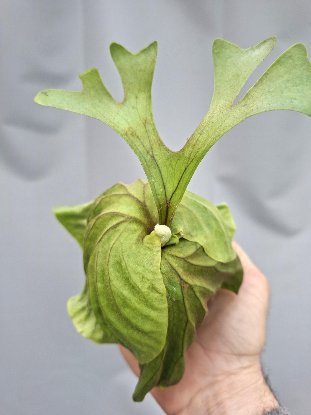 Platycerium Ridleyii