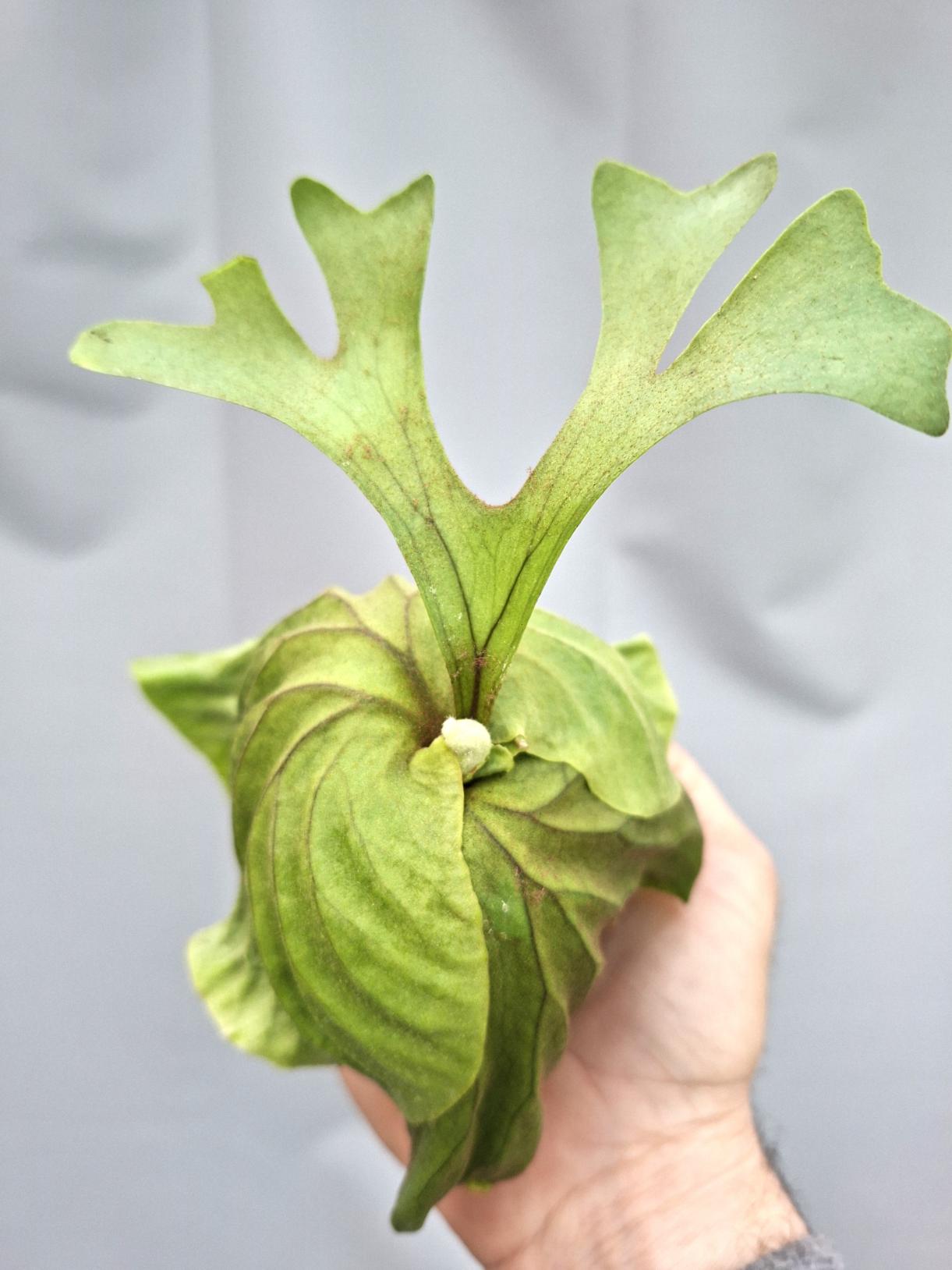 Platycerium Ridleyii 9