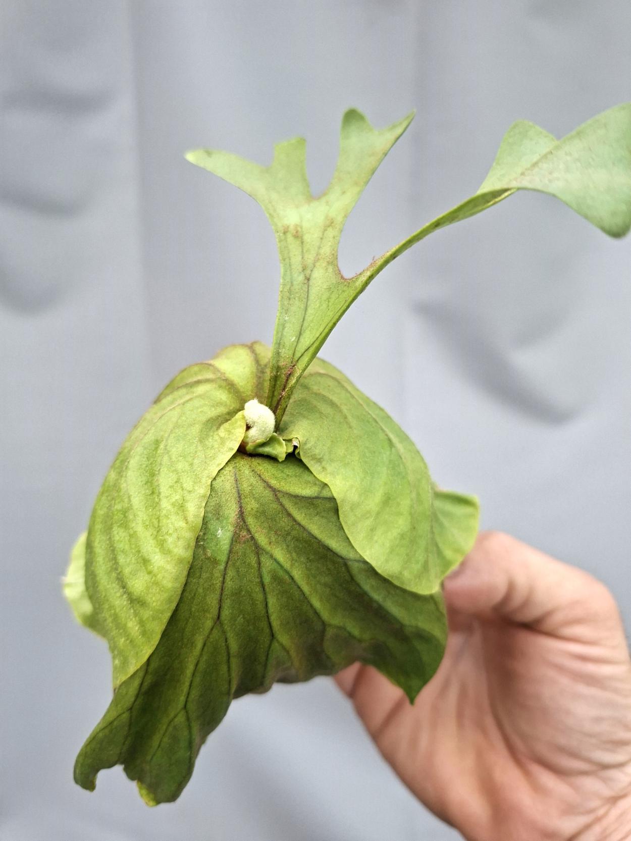 Platycerium Ridleyii 7