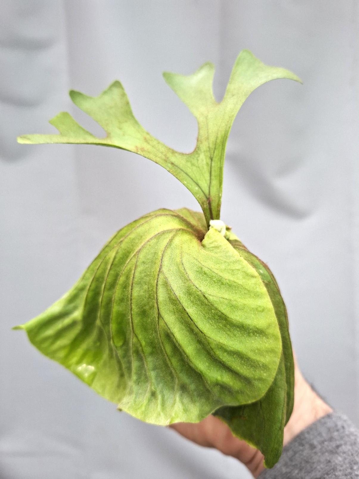 Platycerium Ridleyii 3