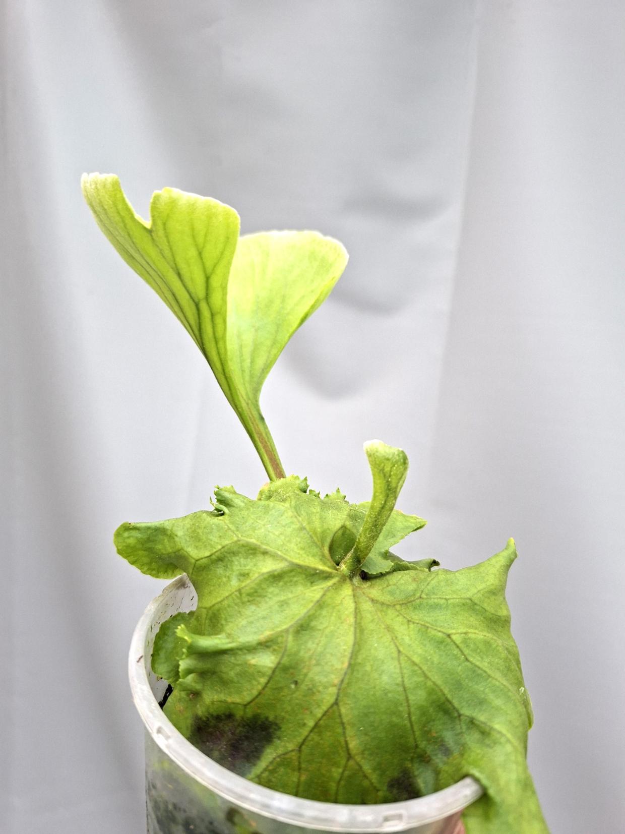 Platycerium Ridleyii 3