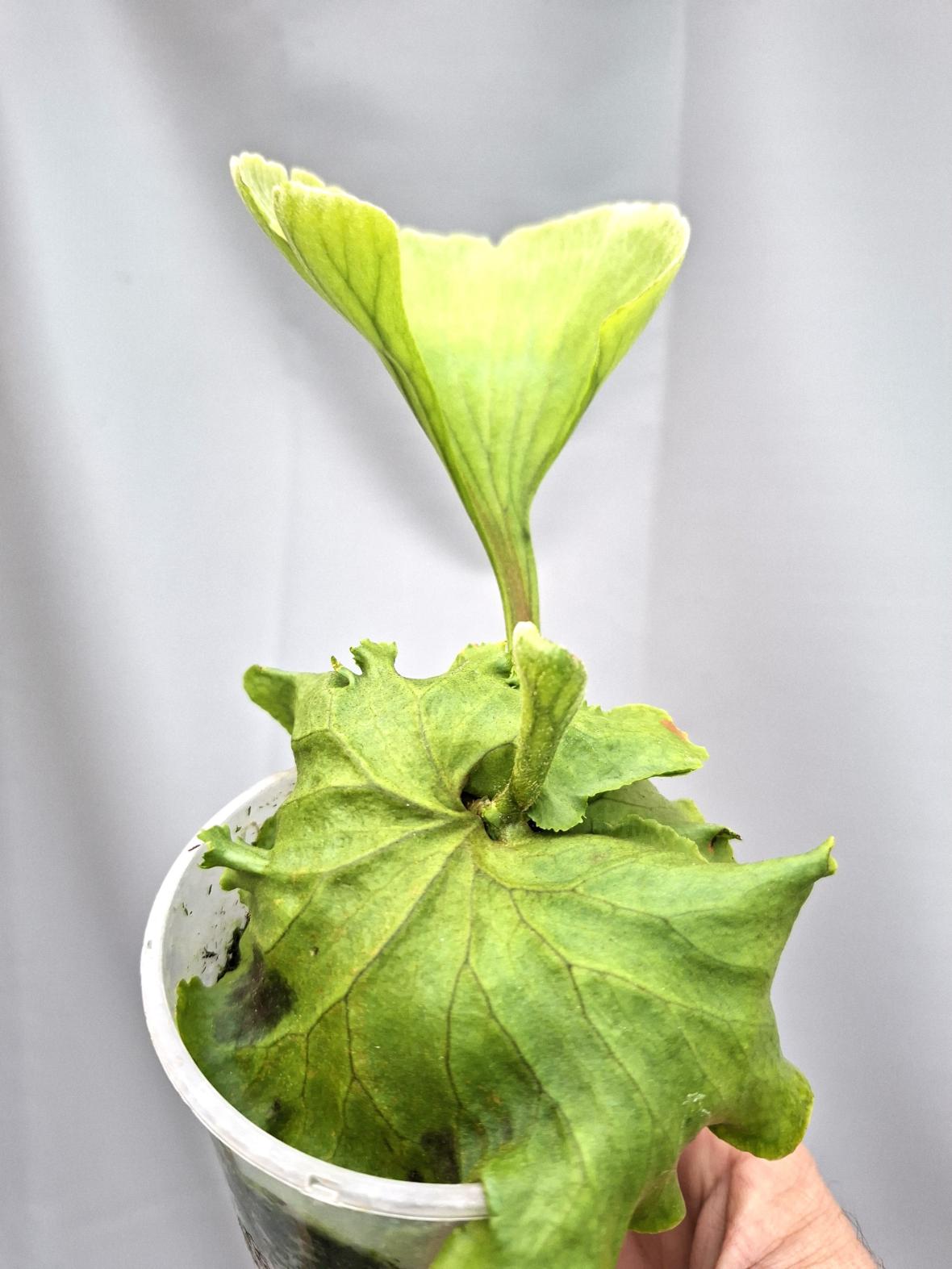 Platycerium Ridleyii 3