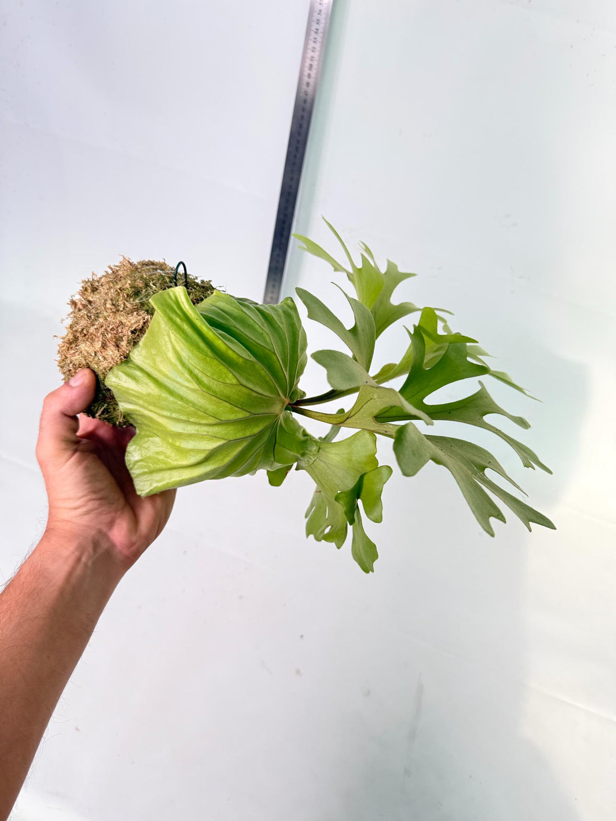 Platycerium Ridleyi Kokedama 1