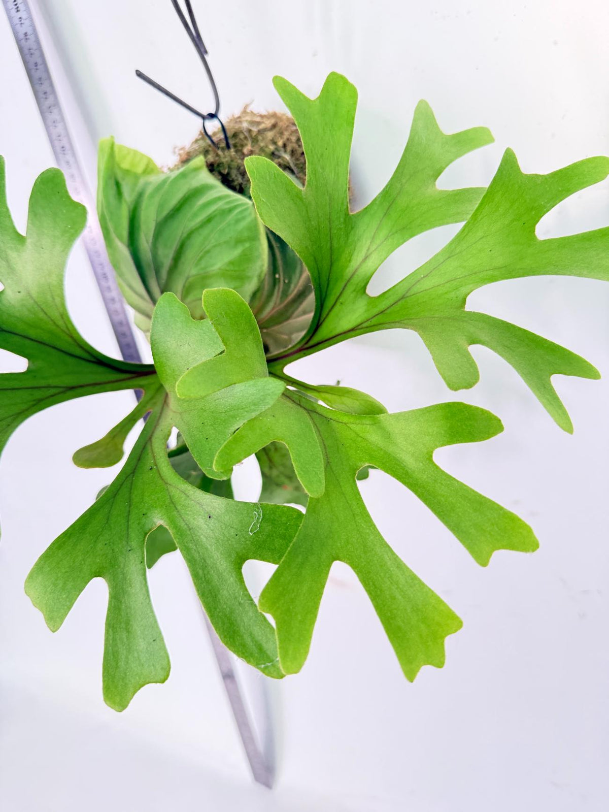 Platycerium Ridleyi Kokedama 11