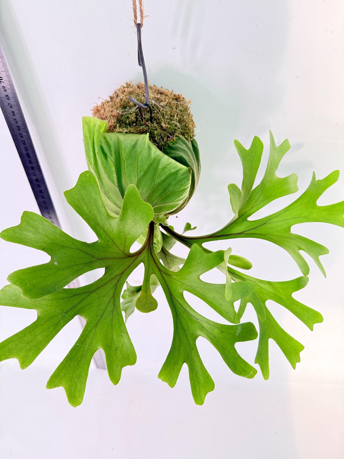 Platycerium Ridleyi Kokedama 4