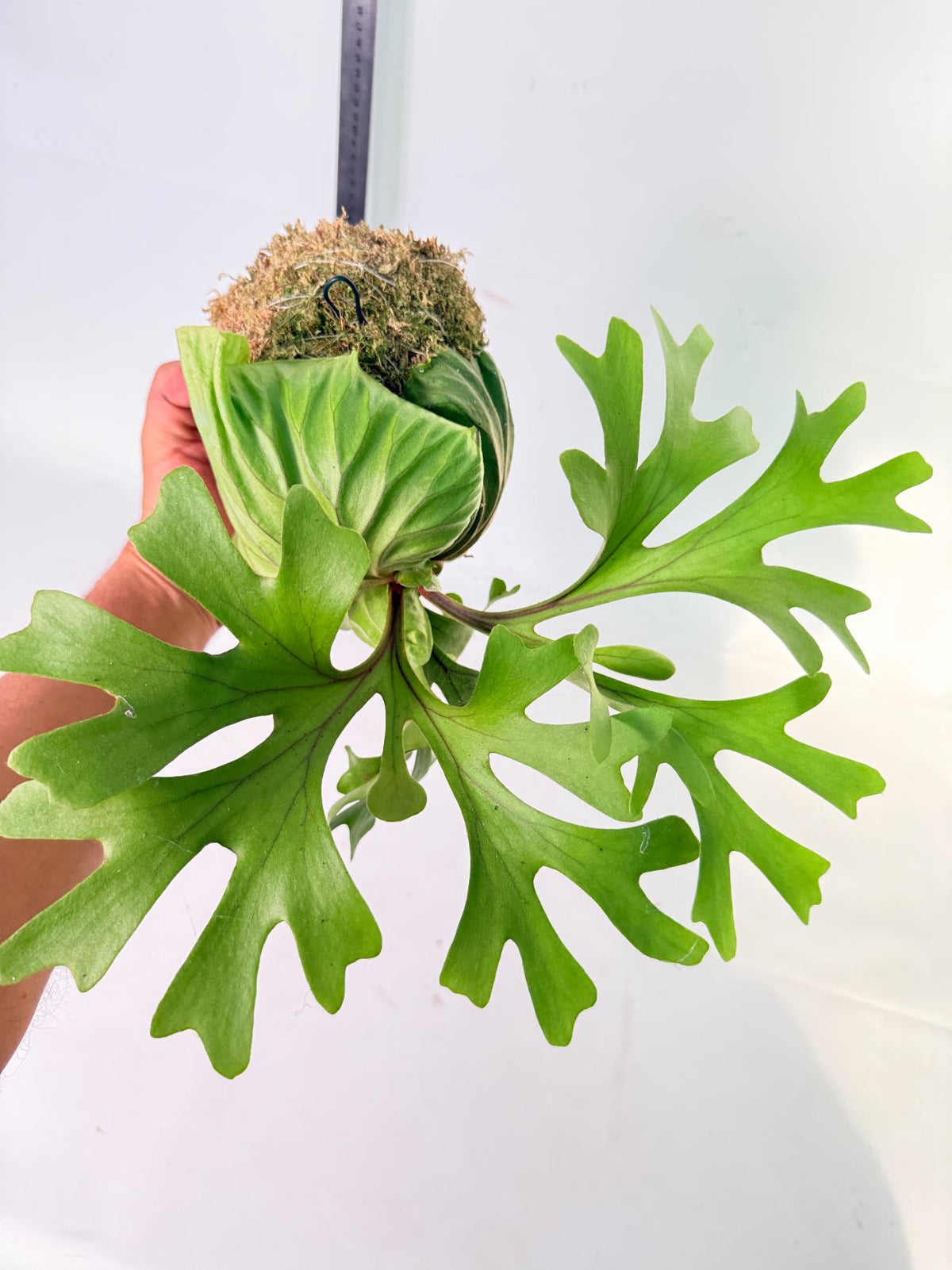 Platycerium Ridleyi Kokedama 2