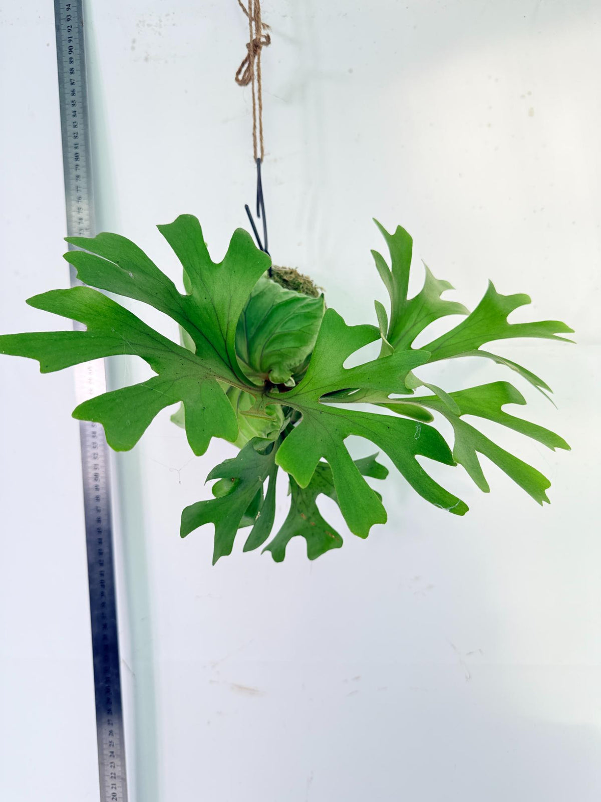 Platycerium Ridleyi Kokedama 3