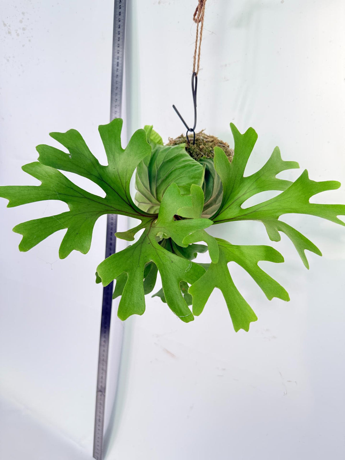 Platycerium Ridleyi Kokedama 6