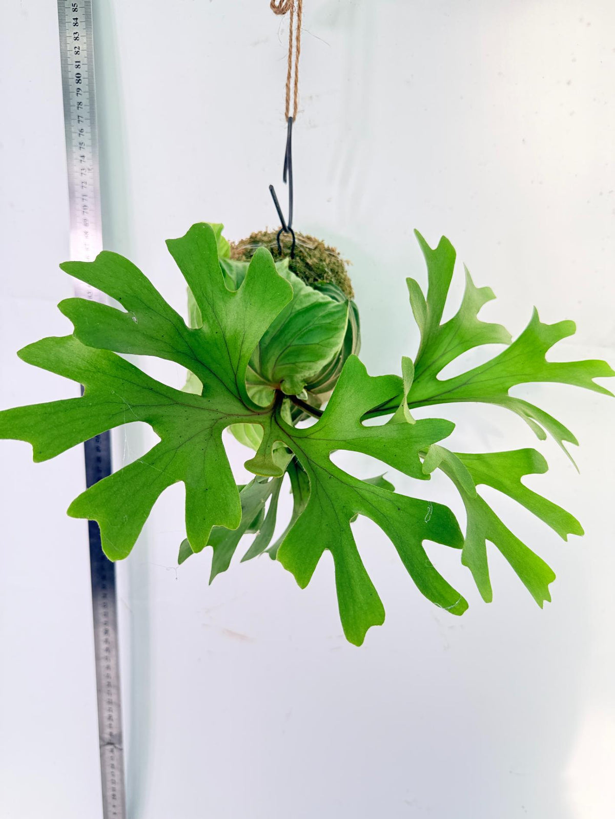 Platycerium Ridleyi Kokedama 8
