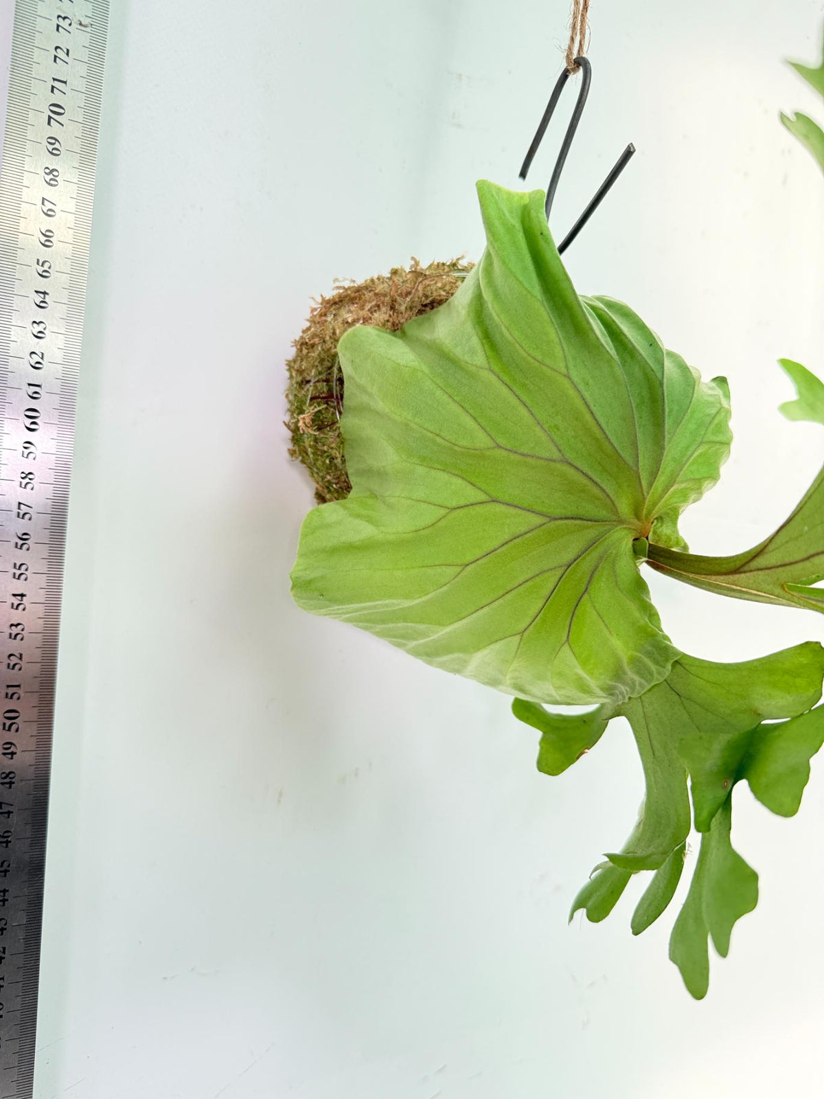 Platycerium Ridleyi Kokedama 5