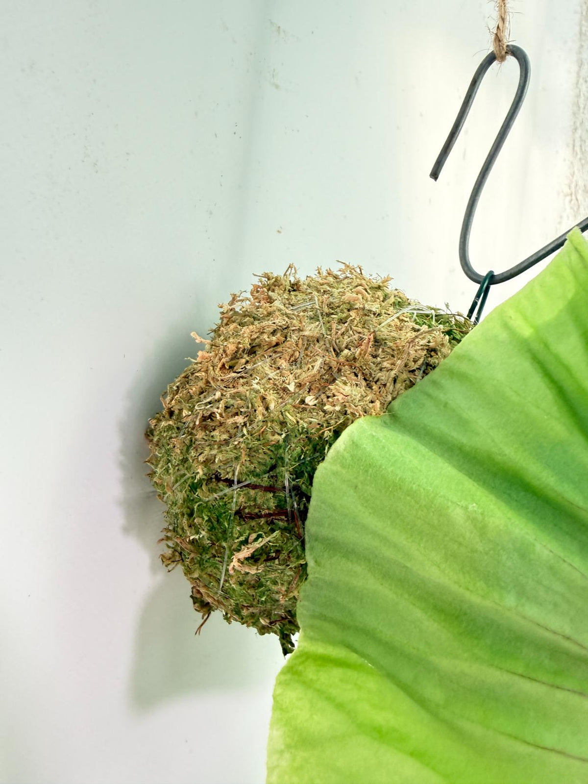 Platycerium Ridleyi Kokedama 9