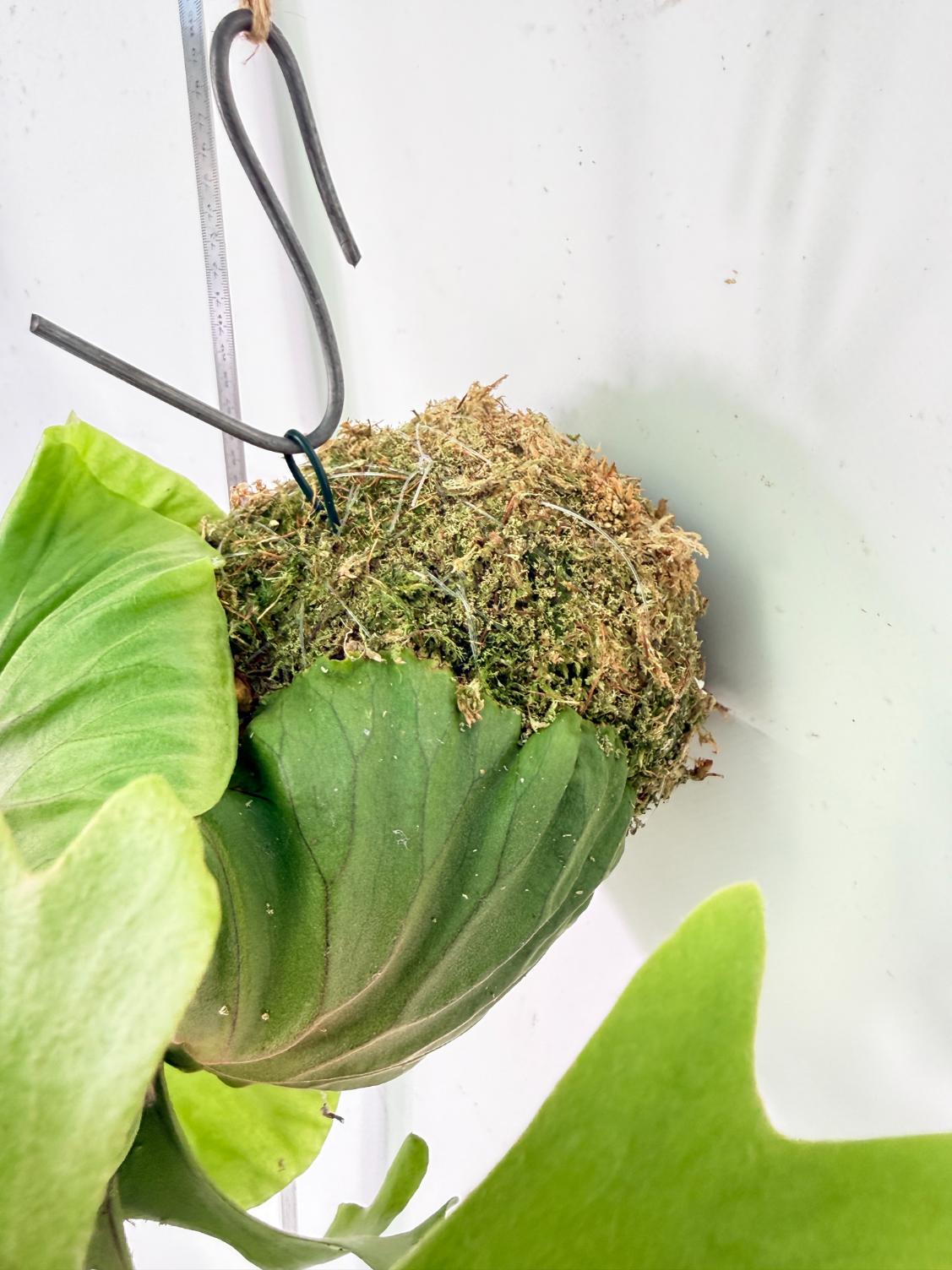 Platycerium Ridleyi Kokedama 7