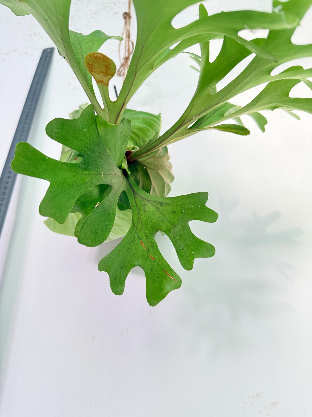 Platycerium Ridleyi Kokedama 10