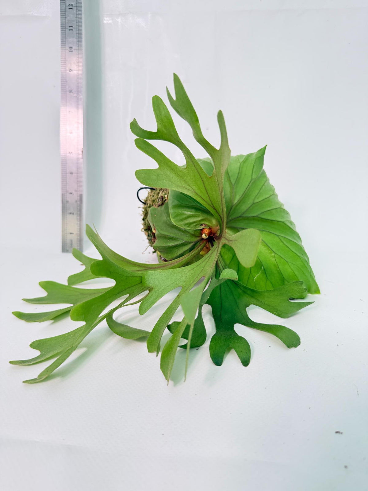 Platycerium Ridleyi Kokedama 4