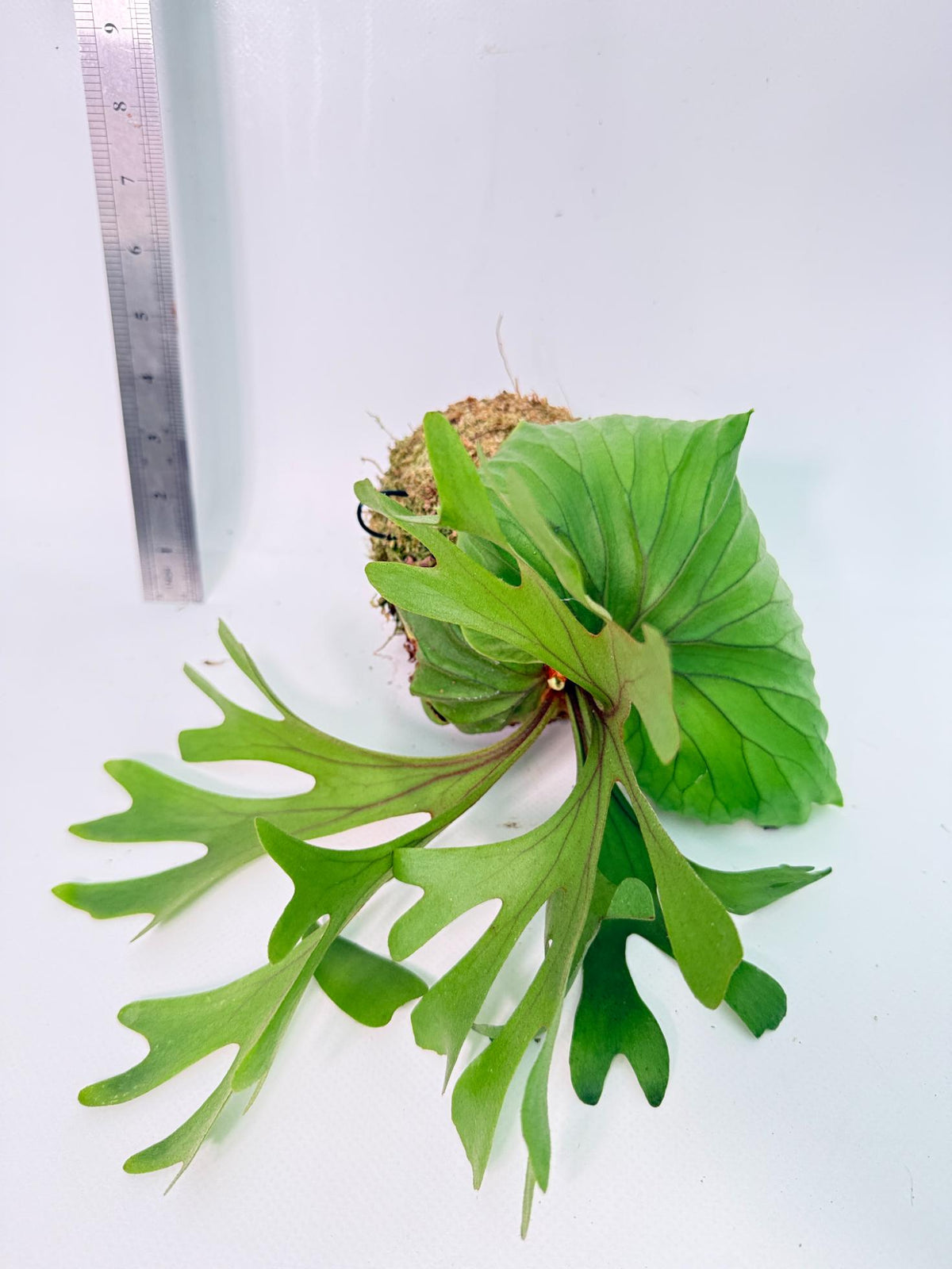 Platycerium Ridleyi Kokedama 6