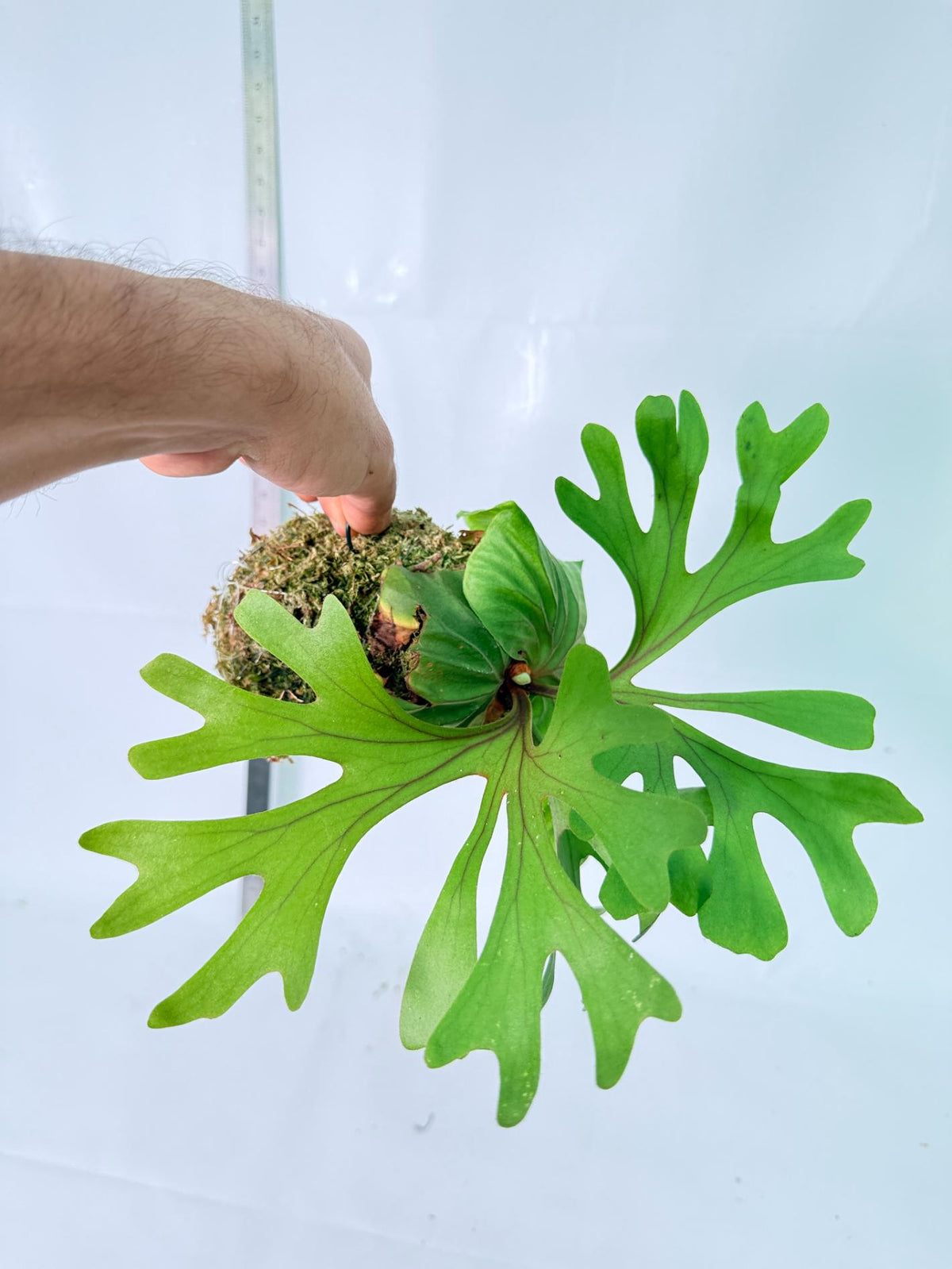 Platycerium Ridleyi Kokedama 1