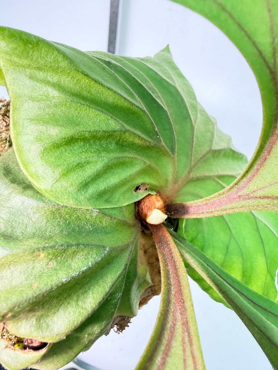 Platycerium Ridleyi Kokedama 2