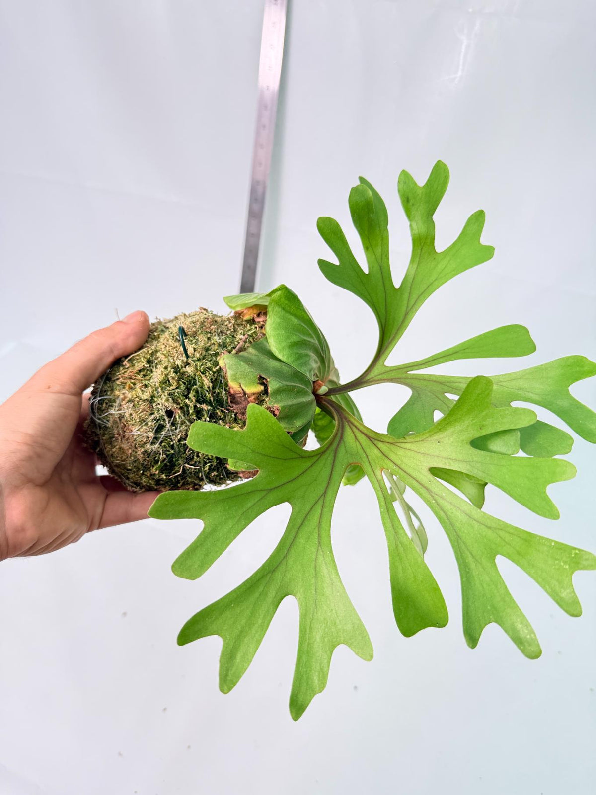 Platycerium Ridleyi Kokedama 7