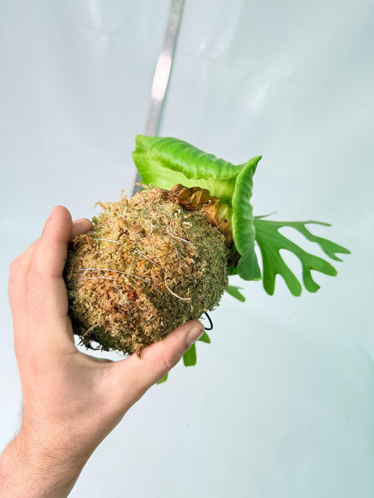 Platycerium Ridleyi Kokedama 5