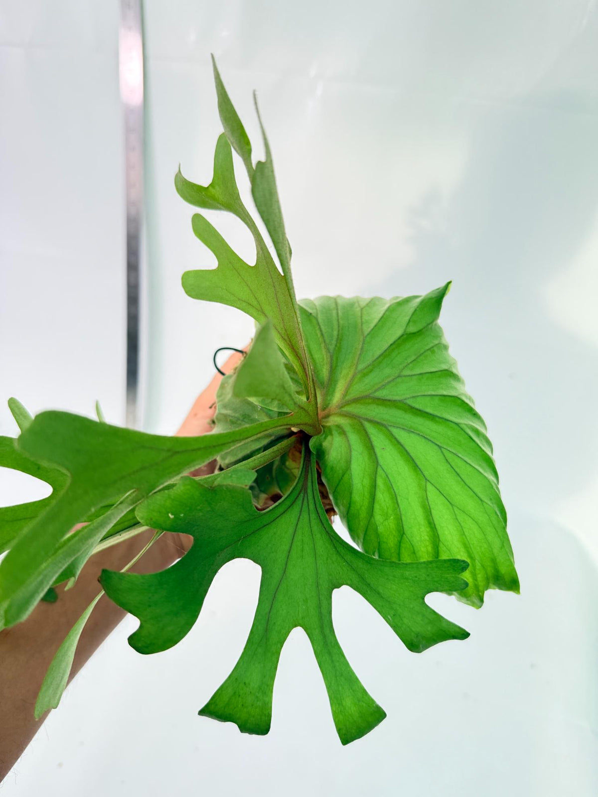 Platycerium Ridleyi Kokedama 8