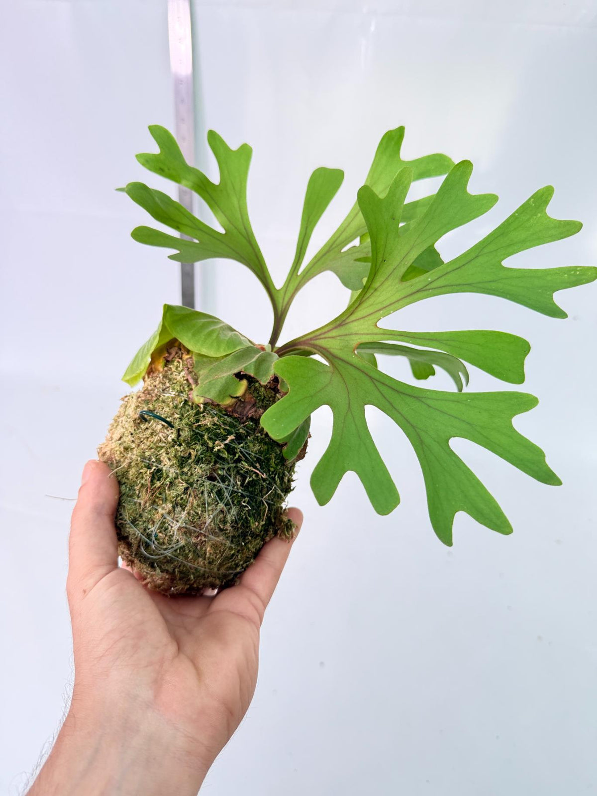 Platycerium Ridleyi Kokedama 3