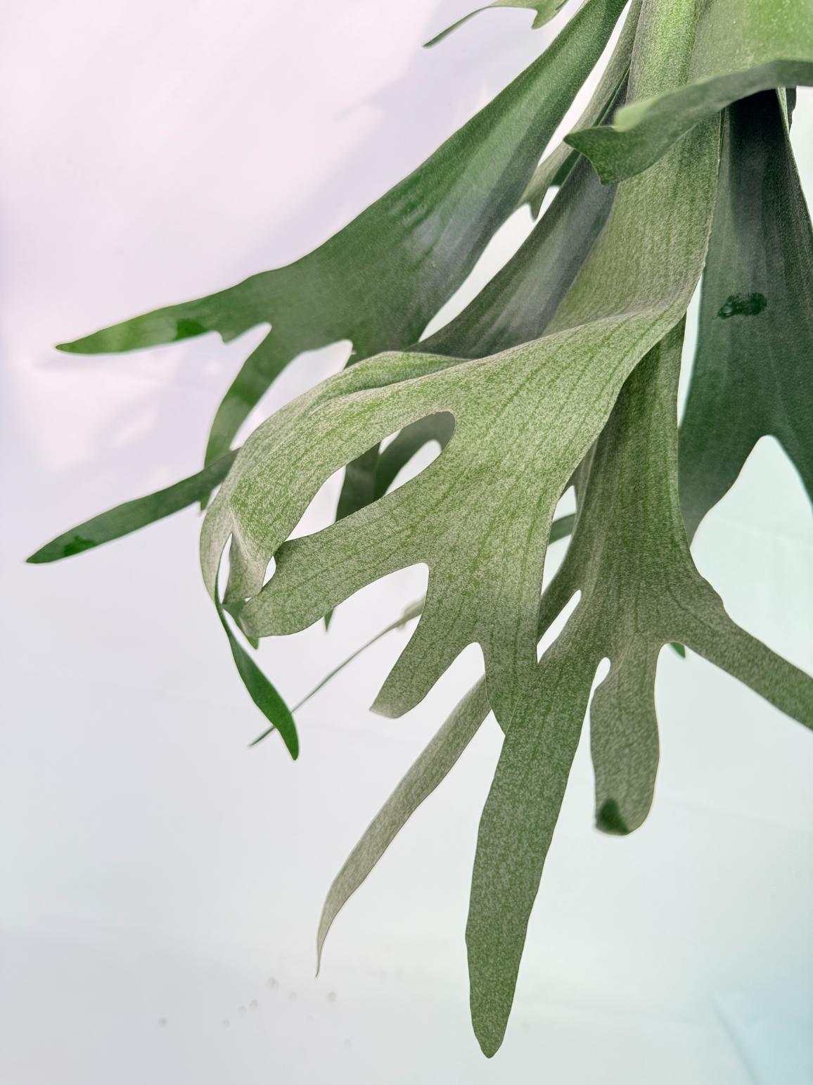 Platycerium SS Foong + Kokedama
