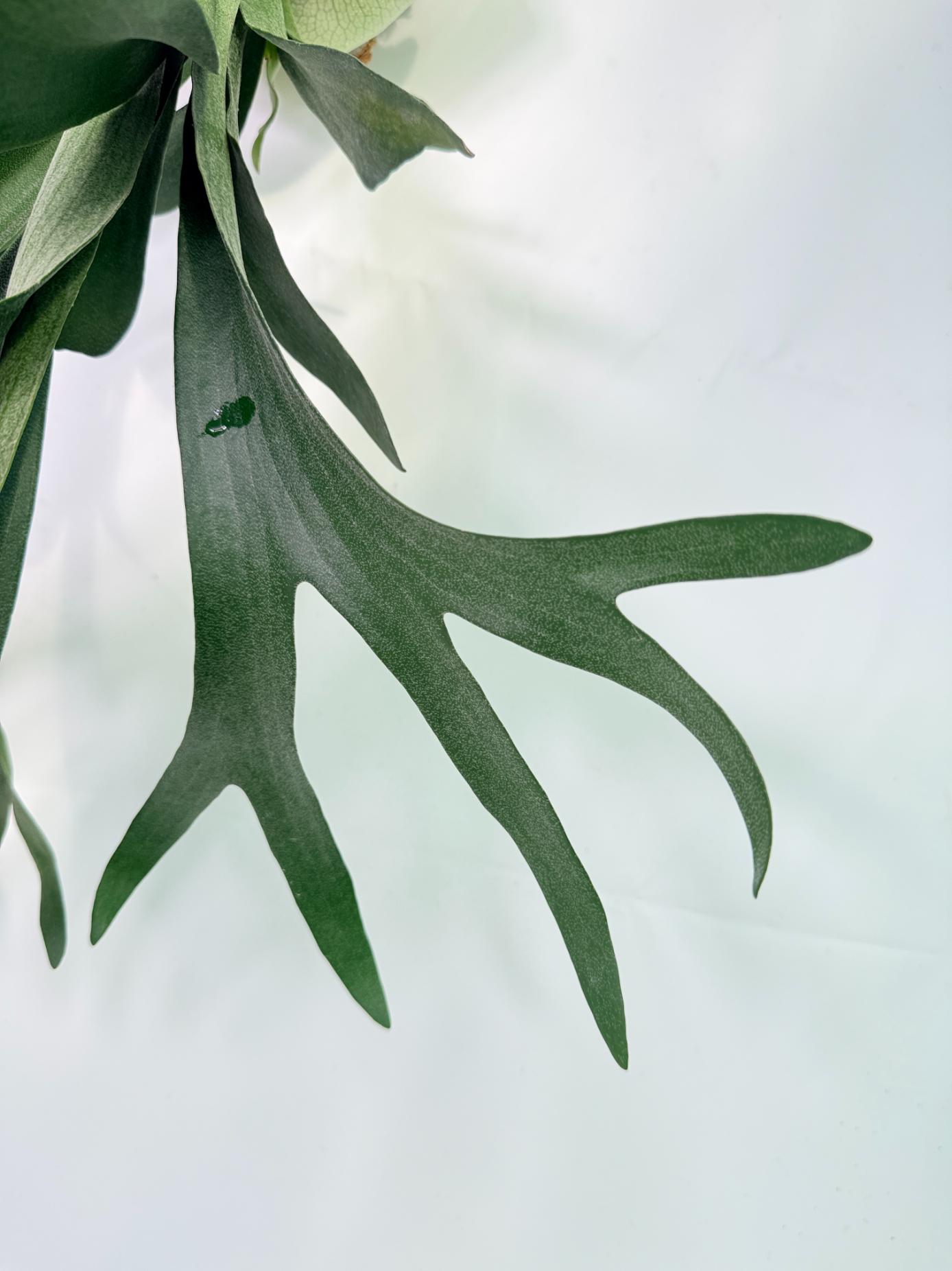Platycerium SS Foong + Kokedama