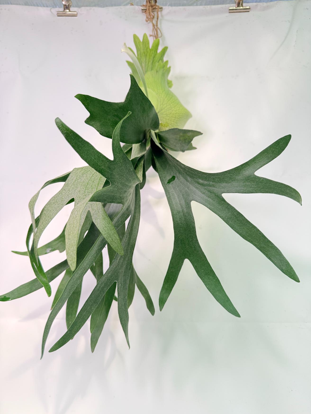 Platycerium SS Foong + Kokedama