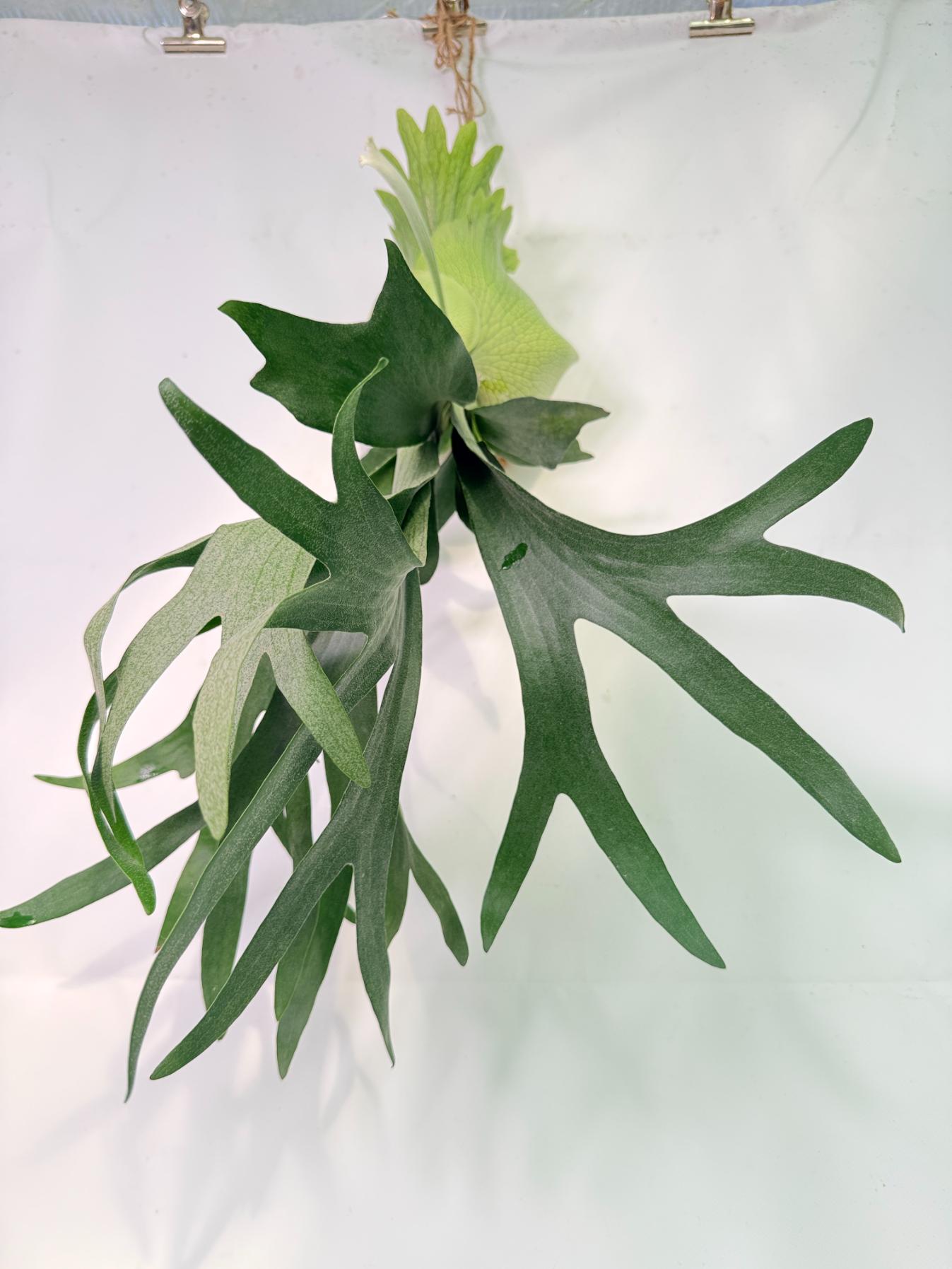 Platycerium SS Foong + Kokedama