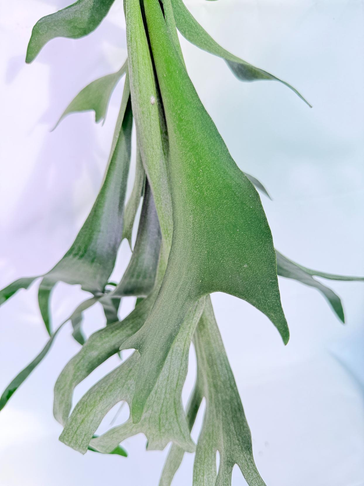 Platycerium SS Foong + Kokedama