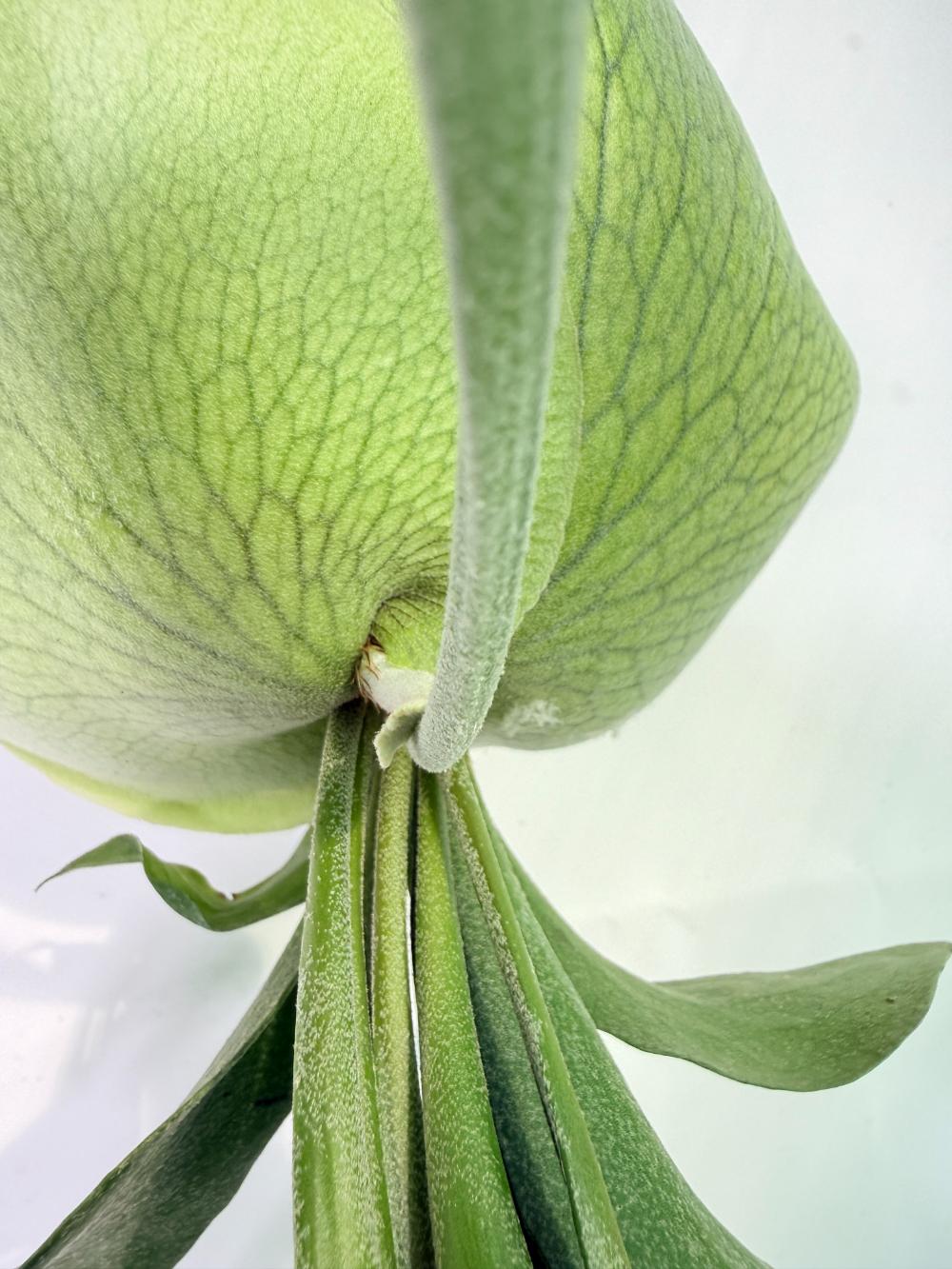 Platycerium SS Foong + Kokedama