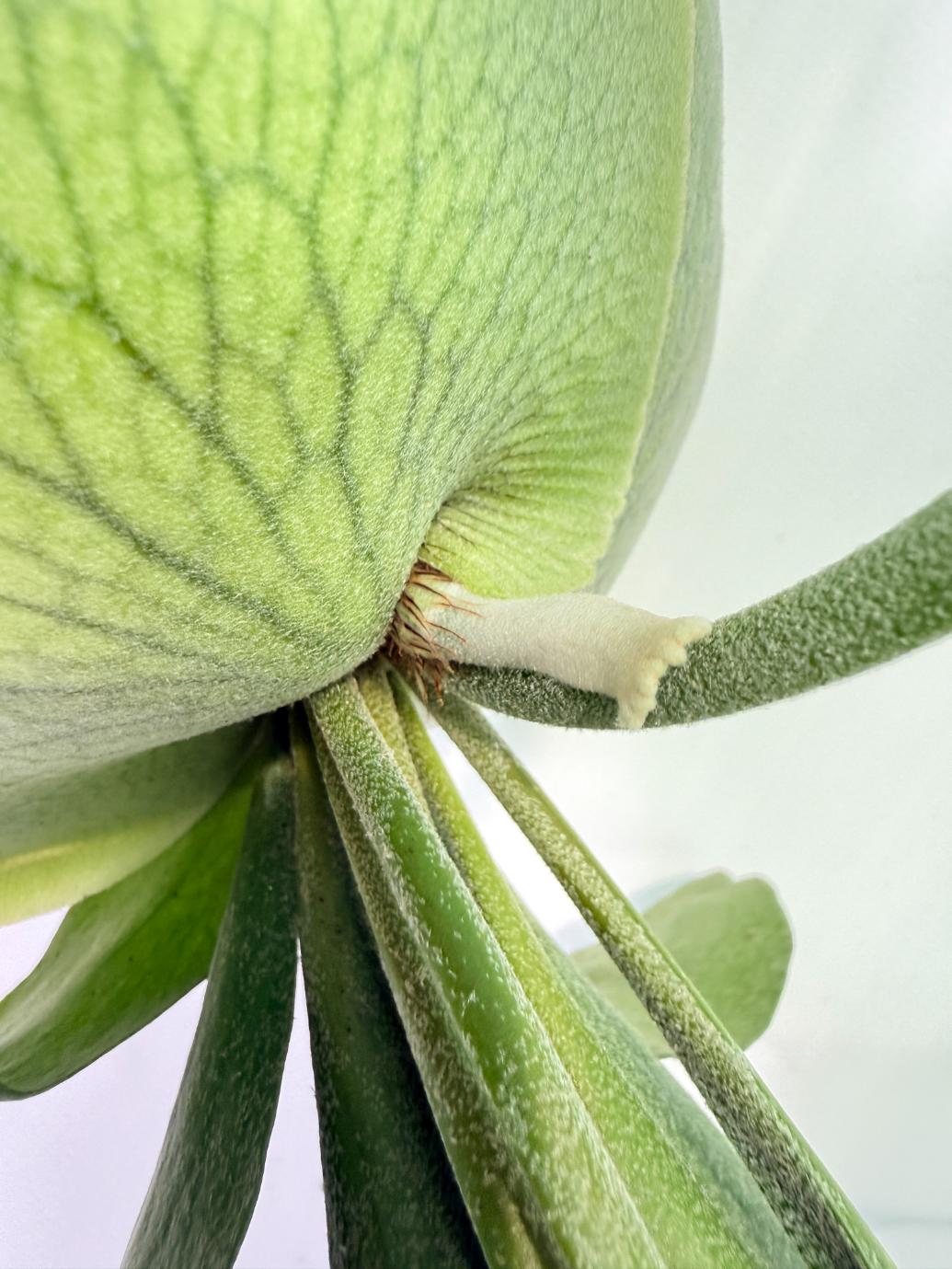 Platycerium SS Foong + Kokedama