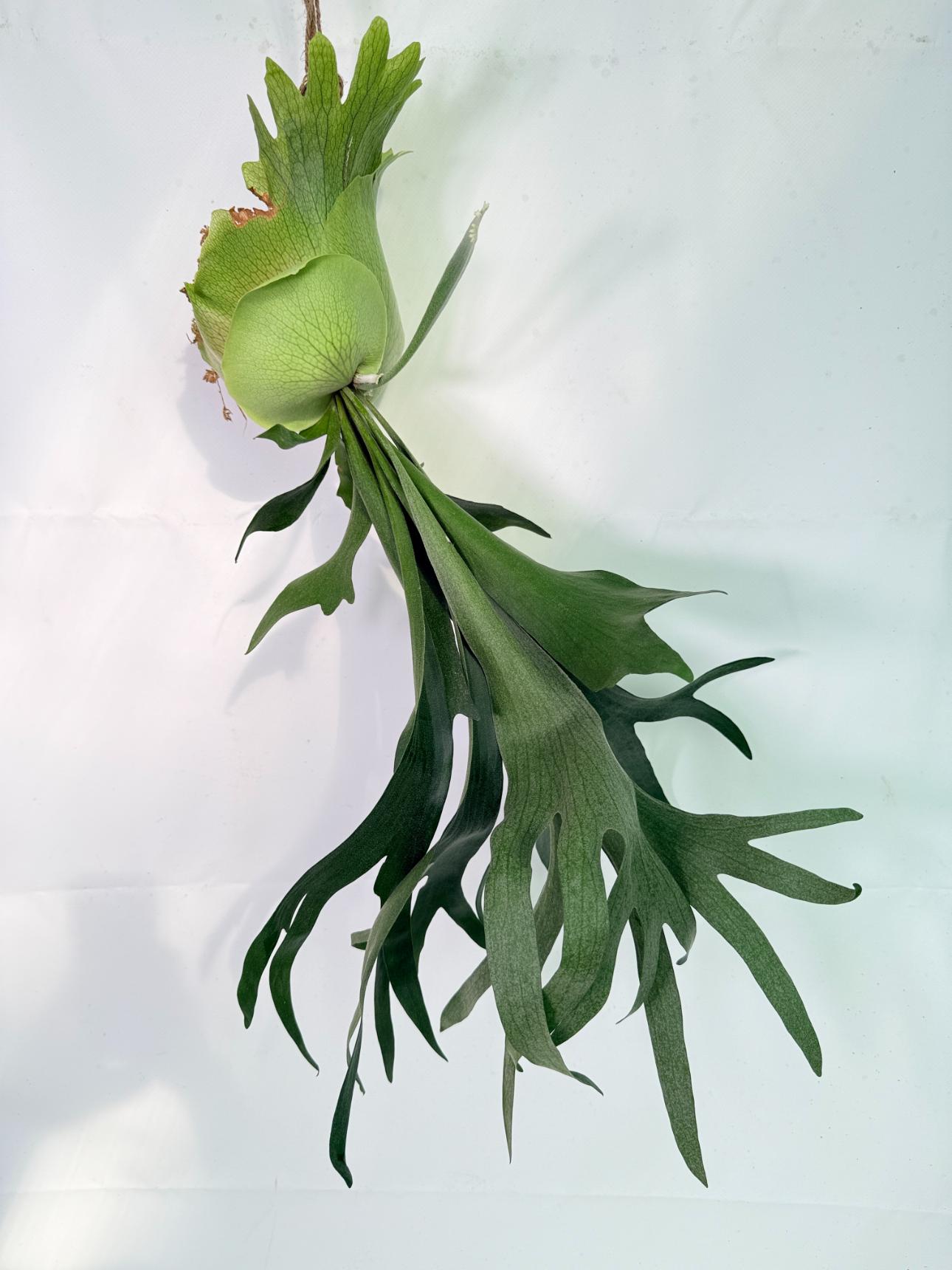Platycerium SS Foong + Kokedama