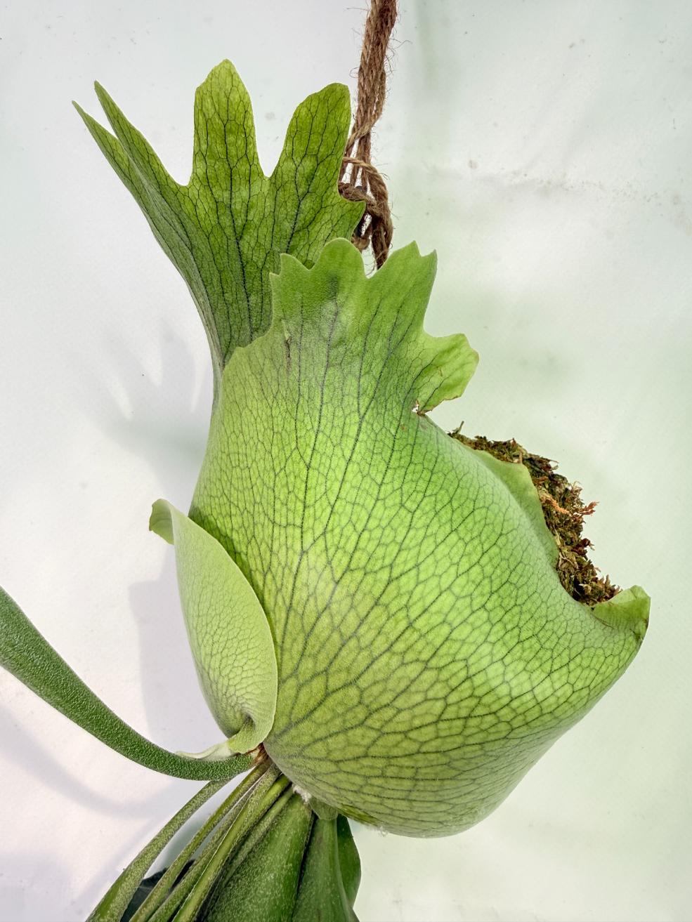 Platycerium SS Foong + Kokedama