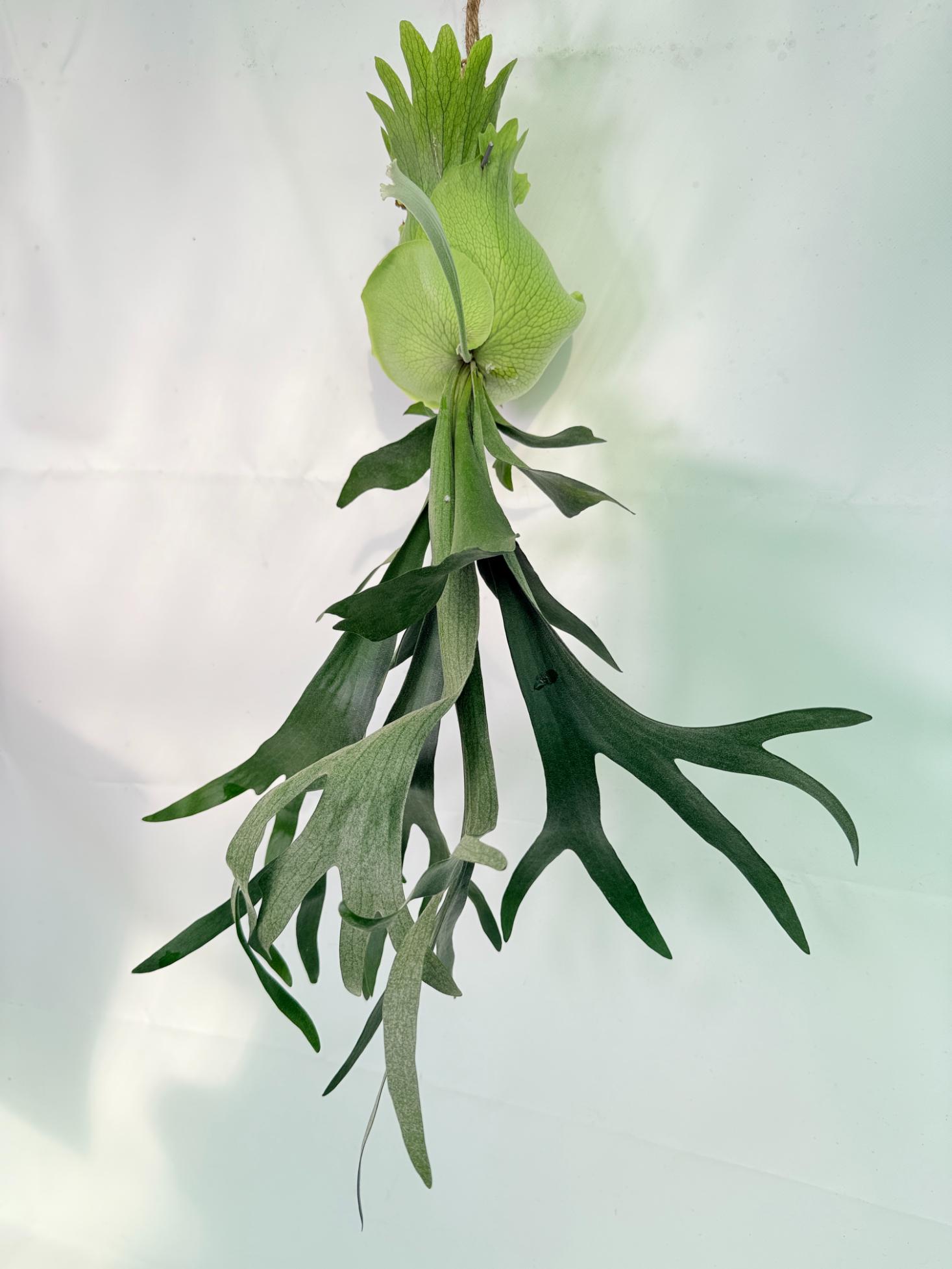 Platycerium SS Foong + Kokedama 01