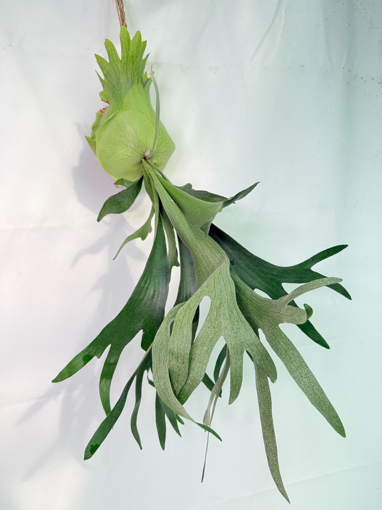 Platycerium SS Foong + Kokedama