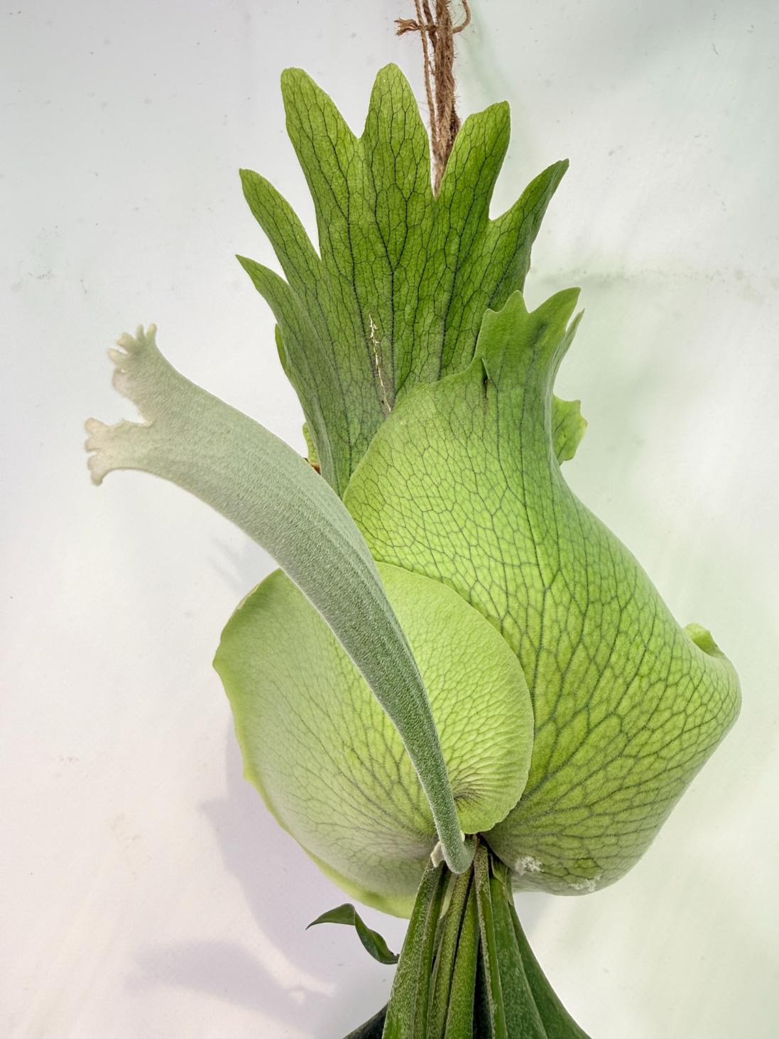 Platycerium SS Foong + Kokedama