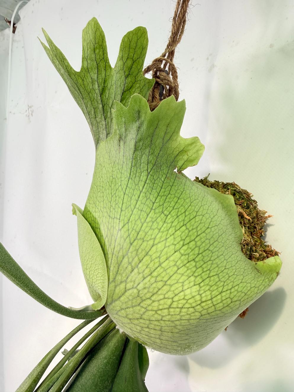 Platycerium SS Foong + Kokedama