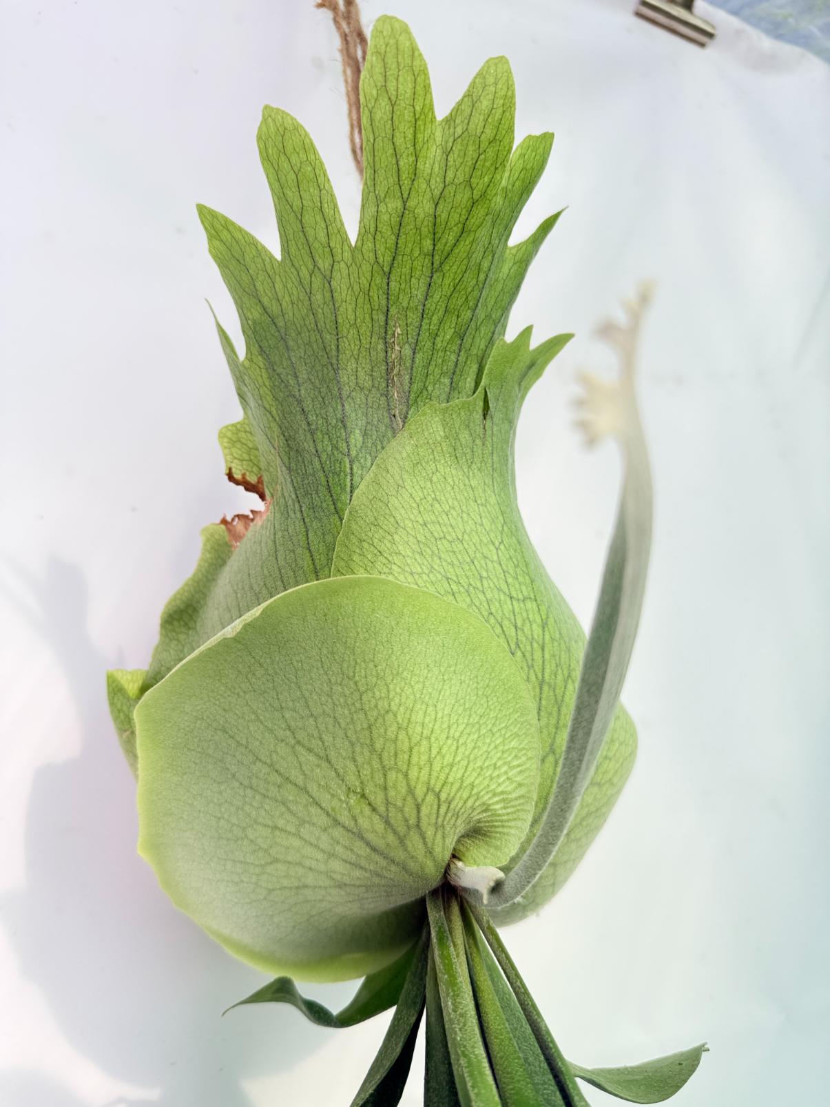Platycerium SS Foong + Kokedama