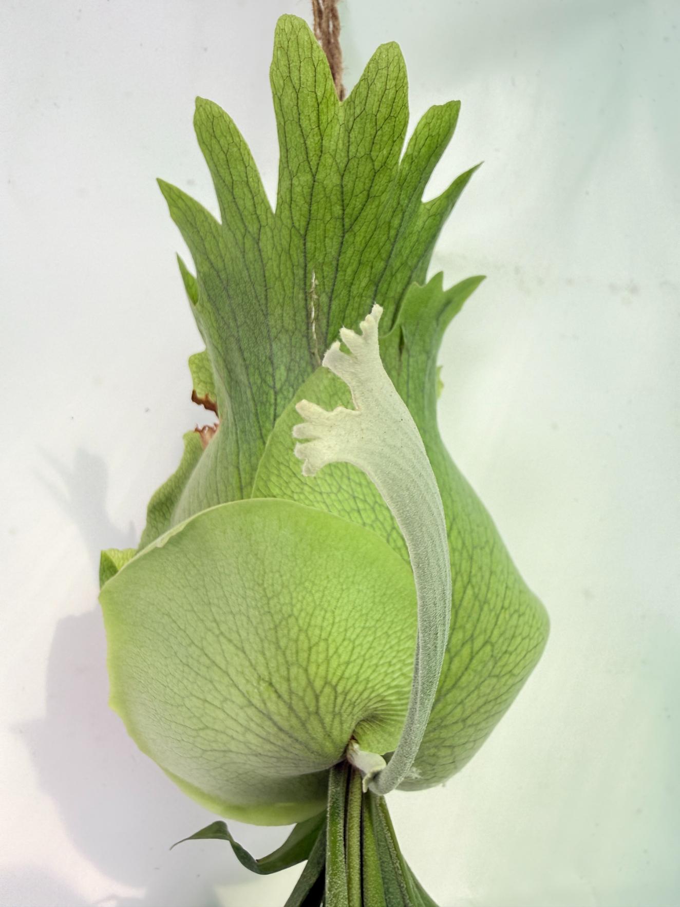 Platycerium SS Foong + Kokedama