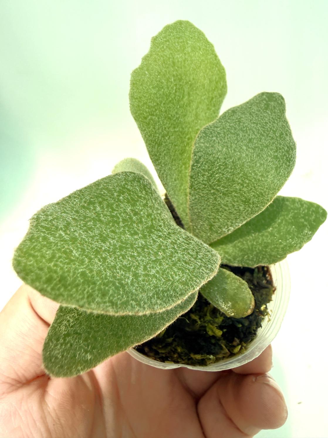 Platycerium Unicorn
