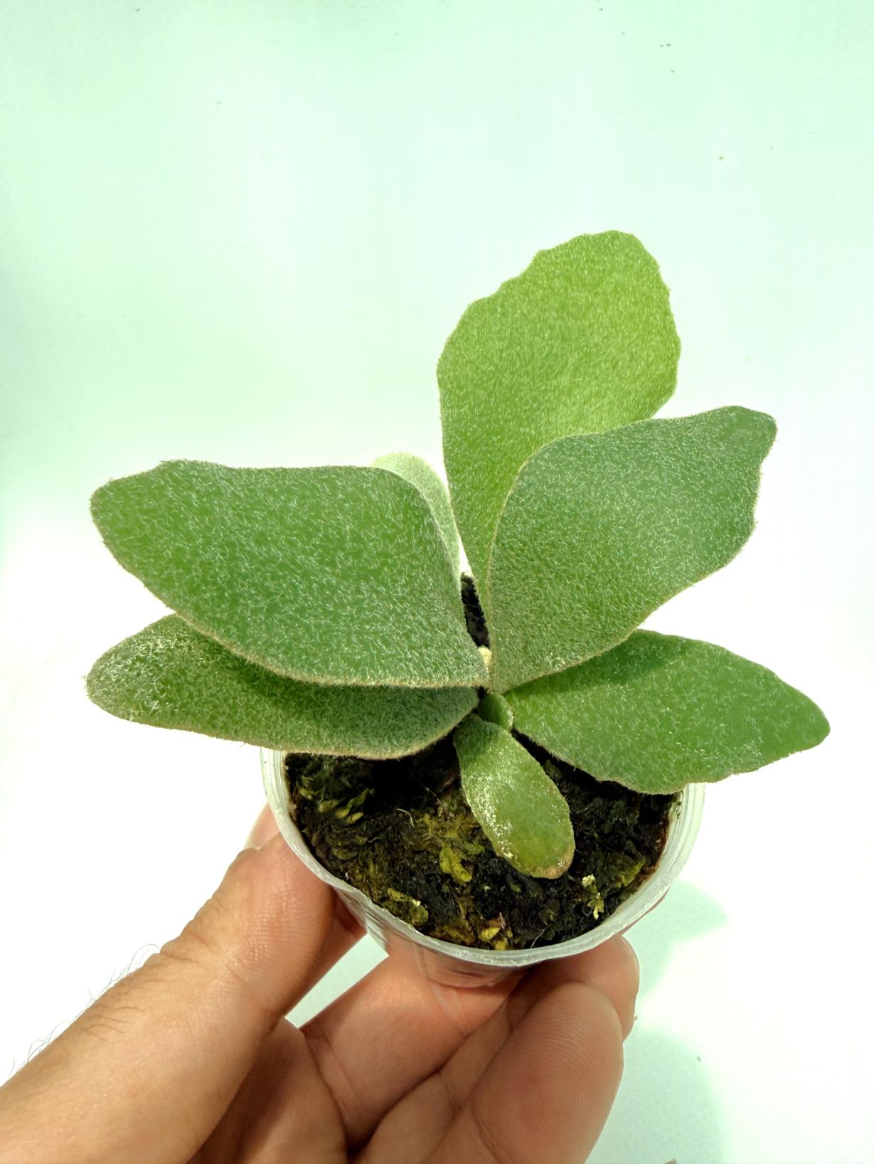 Platycerium Unicorn