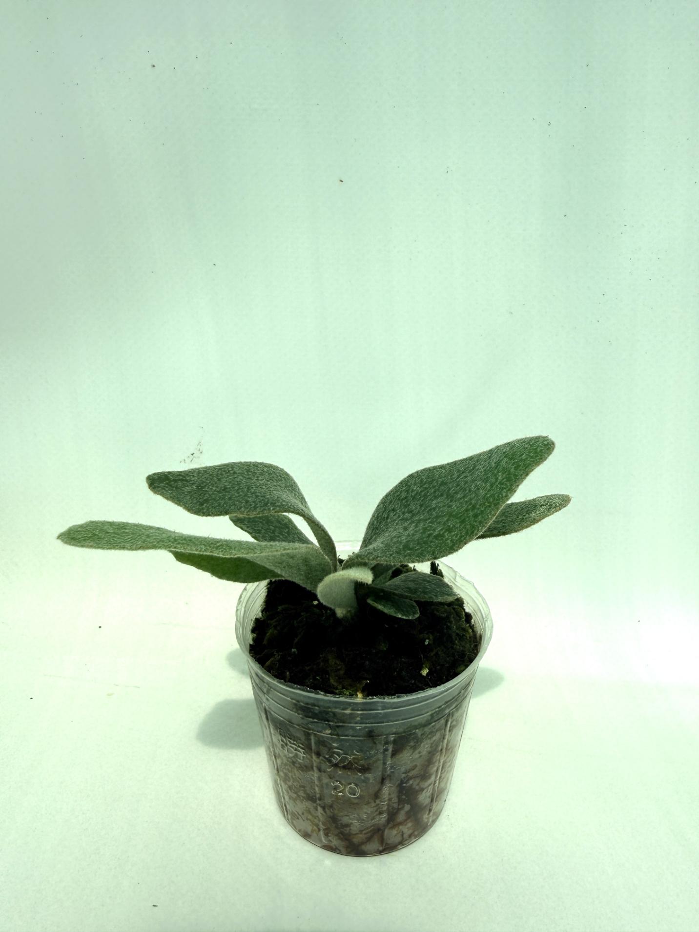 Platycerium Unicorn