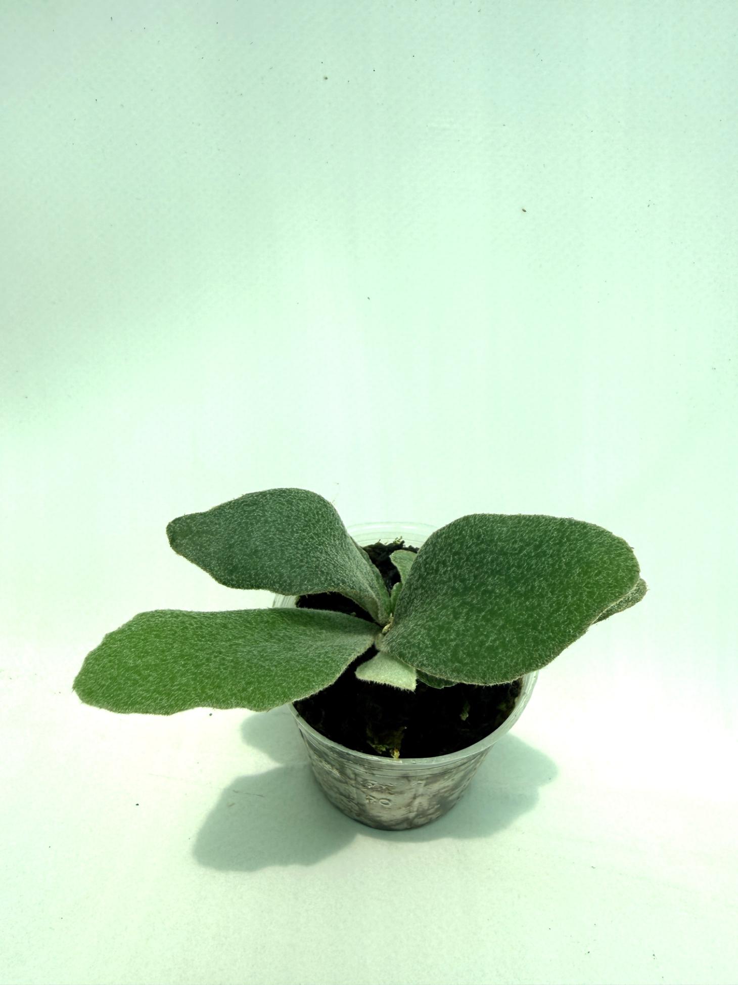 Platycerium Unicorn