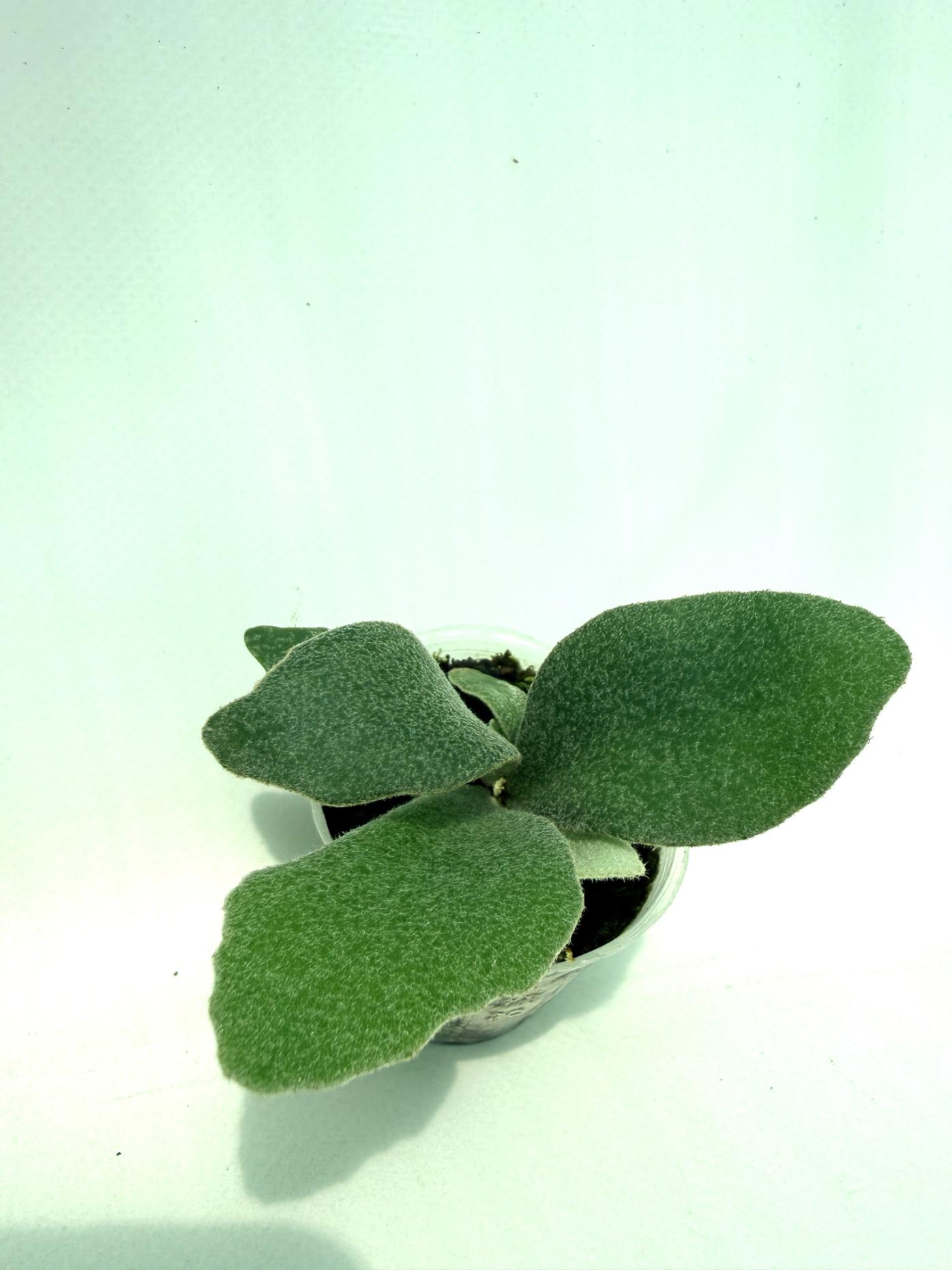 Platycerium Unicorn