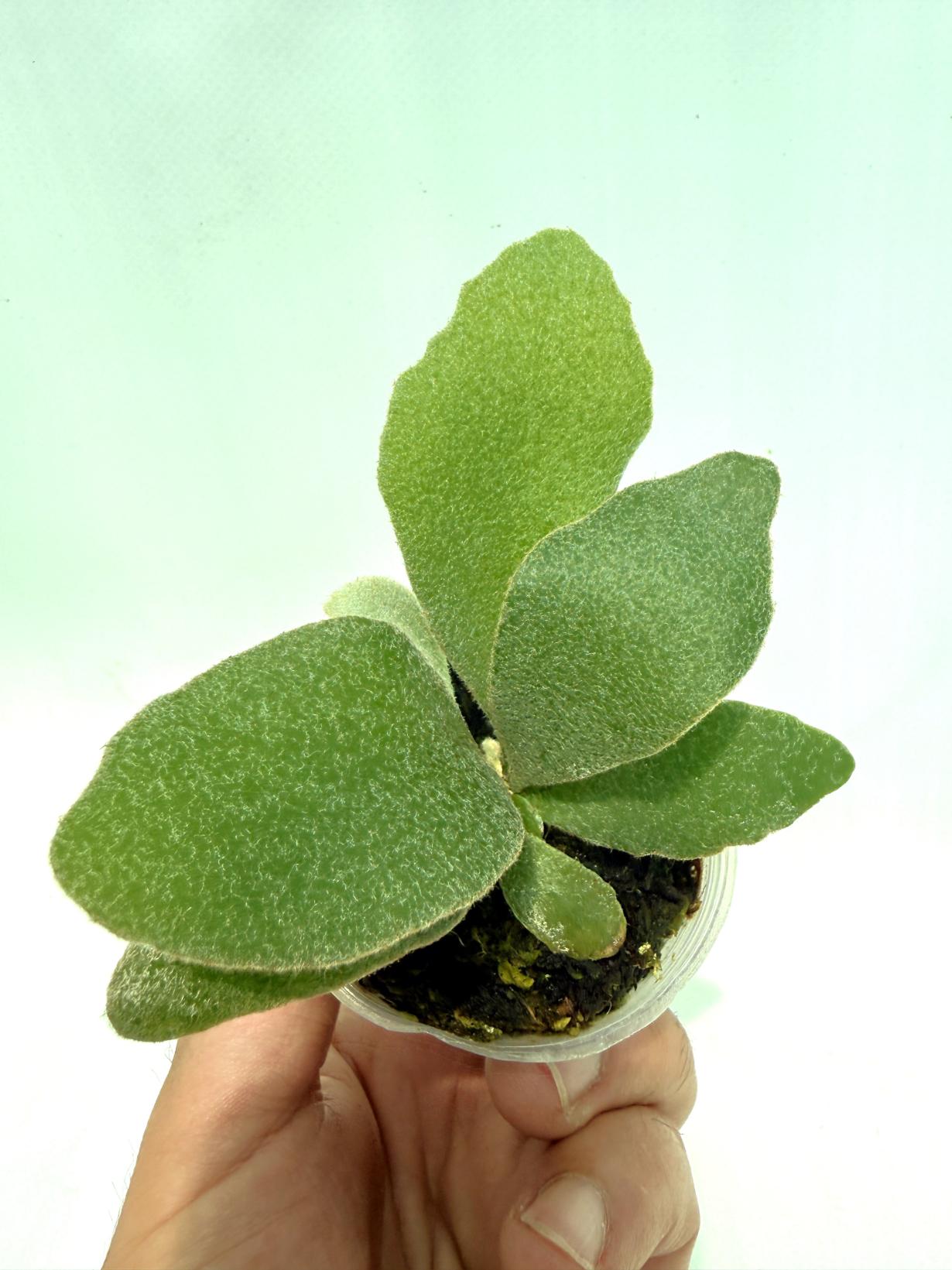 Platycerium Unicorn