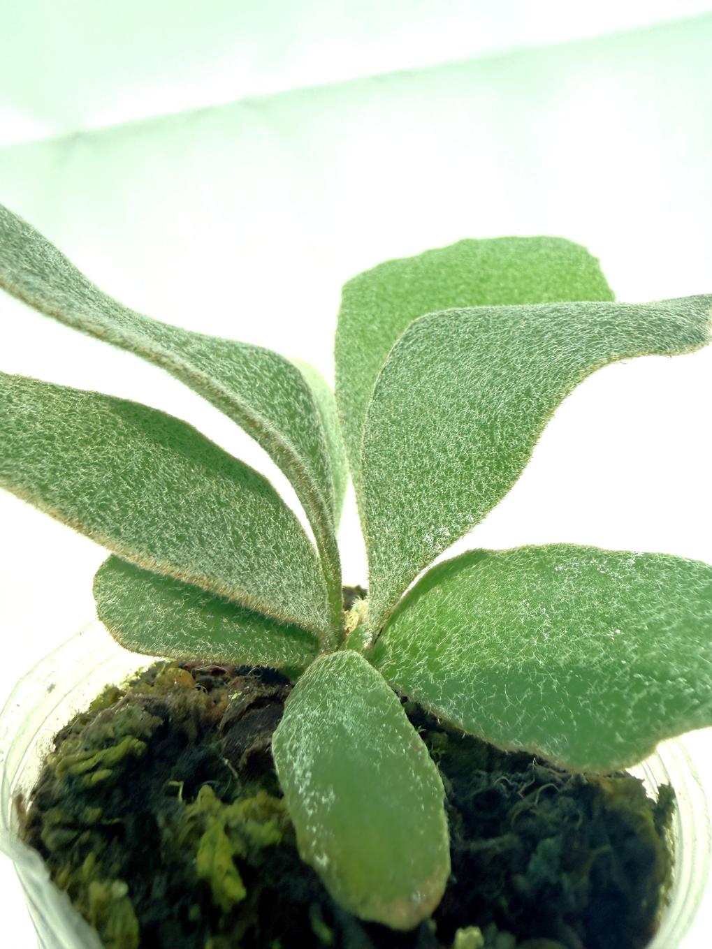 Platycerium Unicorn