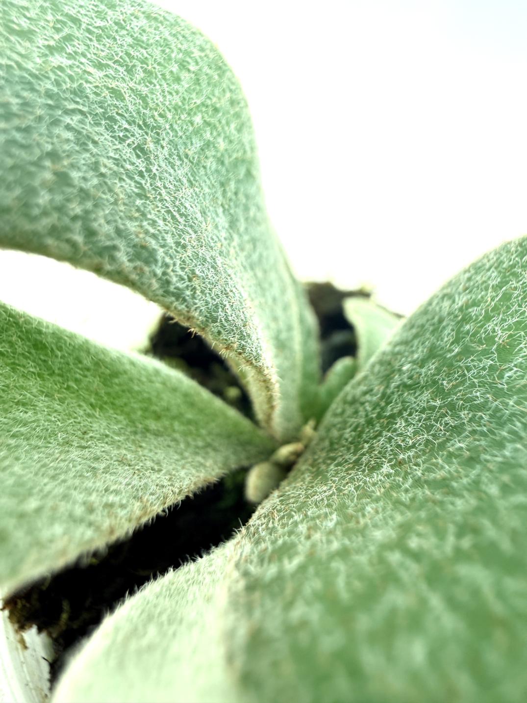 Platycerium Unicorn