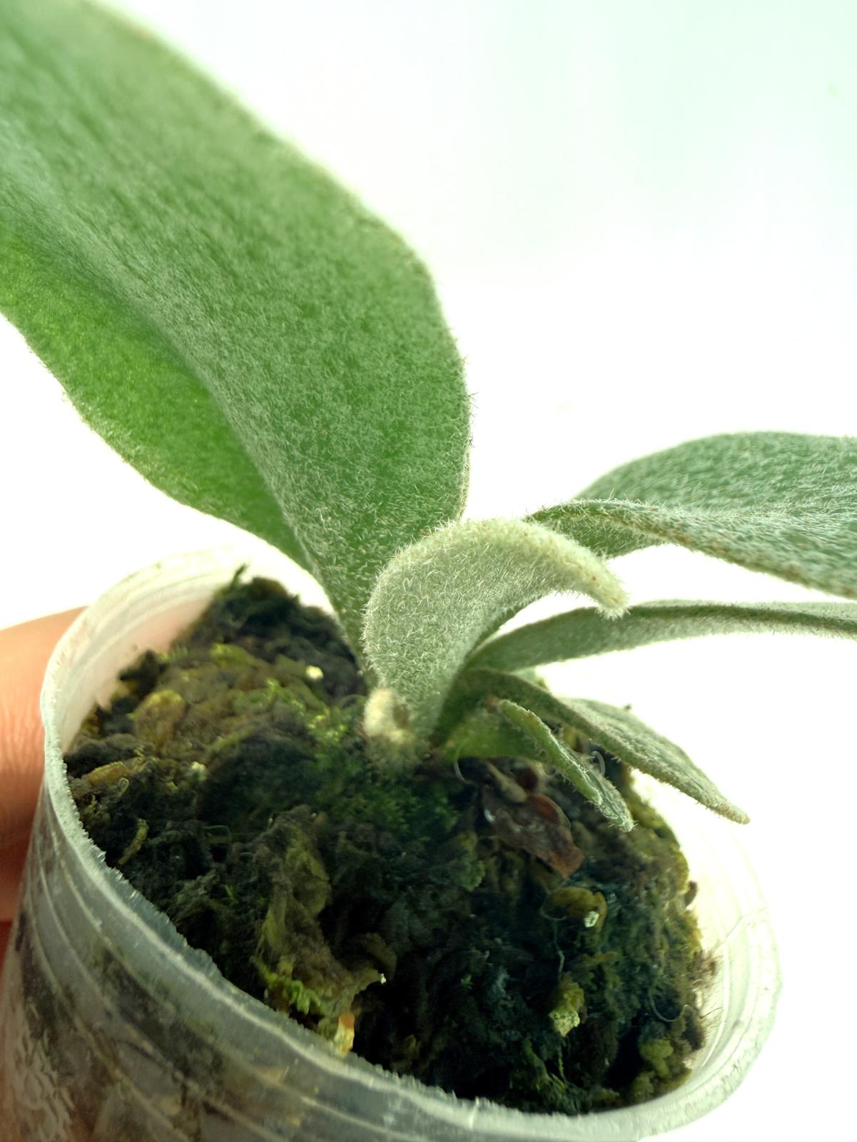 Platycerium Unicorn