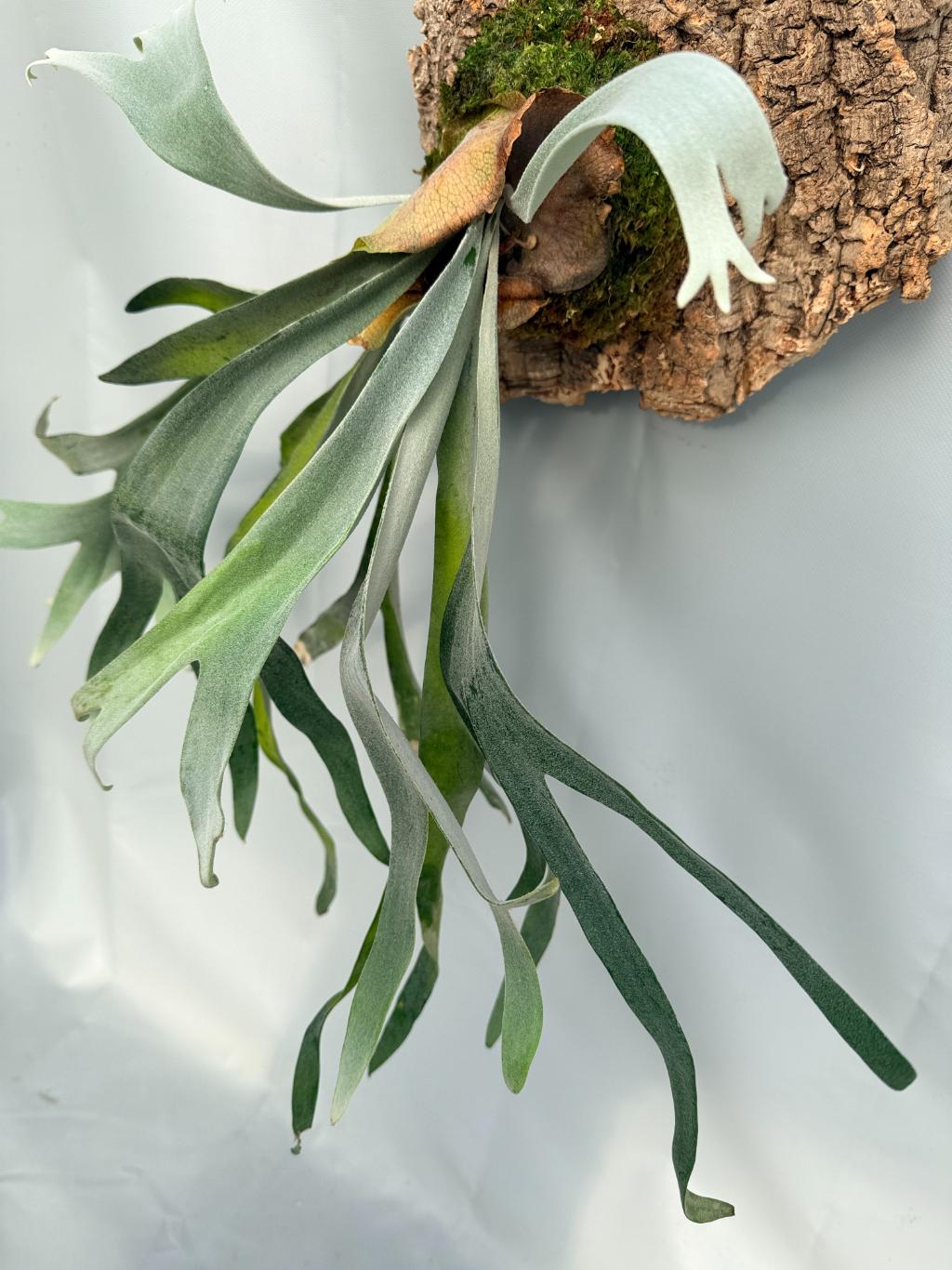 Platycerium Veitchii x Bifurcatum 'White & Shine' 07